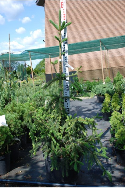 Ялина звичайна / європейська Ротенхаус - 7,5-12л/вис.100-120см/Ø50-60см